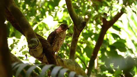 Adler-Sitzt-Und-Ruht-In-Einem-üppigen-Baum,-Heller-Sommertag,-Totale