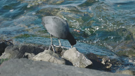 shot of a eurasian coot feeding on algae from the rocks by the seashore in japan