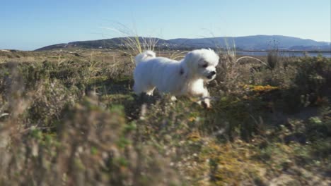 an all white maltese bichon trots through a brush field in the mountainous countryside