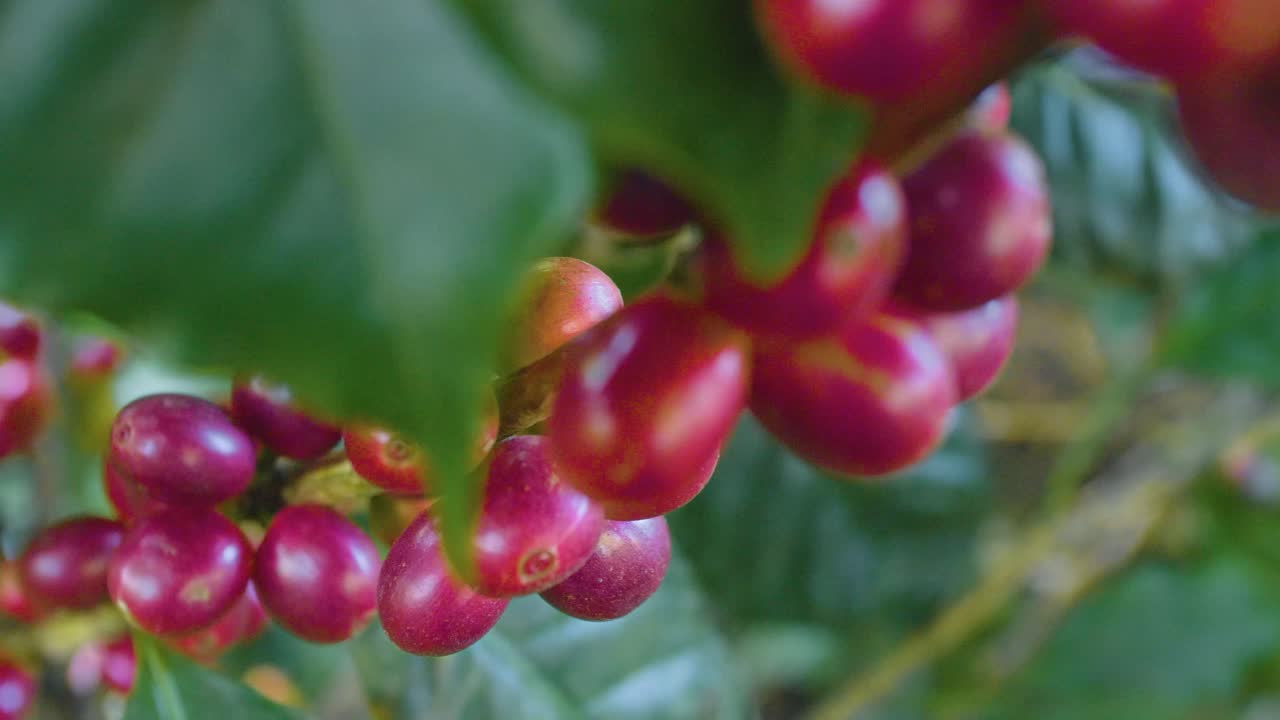 una planta de café llena de granos de café maduros rojos en un campo ventoso