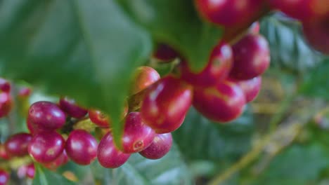 a coffee plant filled with red ripe coffee beans fruit in a windy field