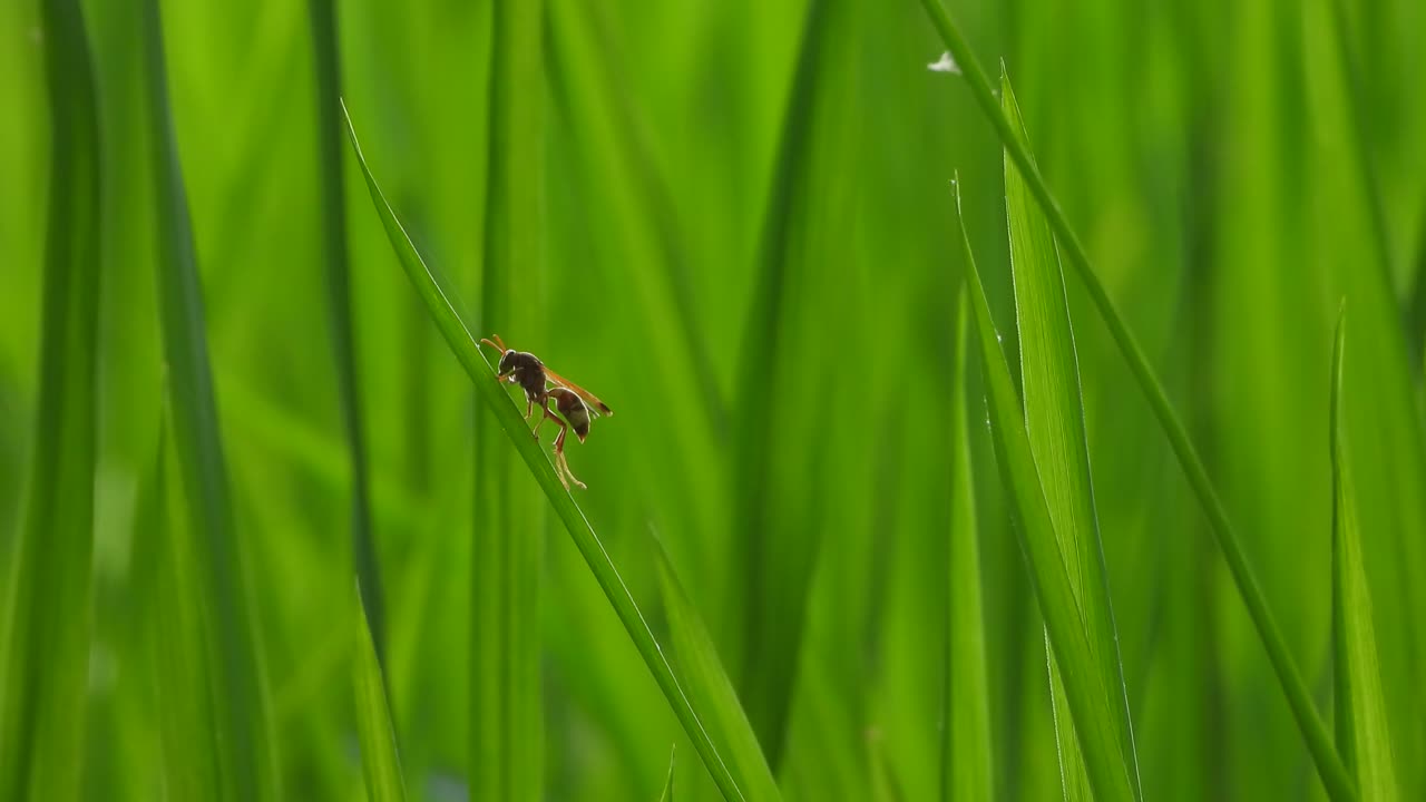 Vespe su una foglia di riso verde.