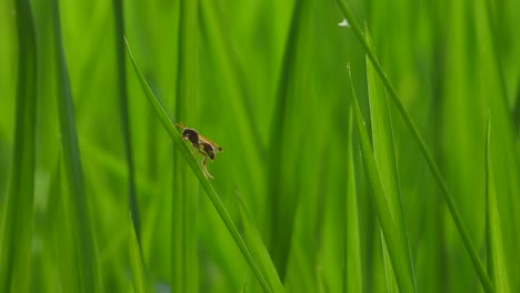 wasps in green rice leaf