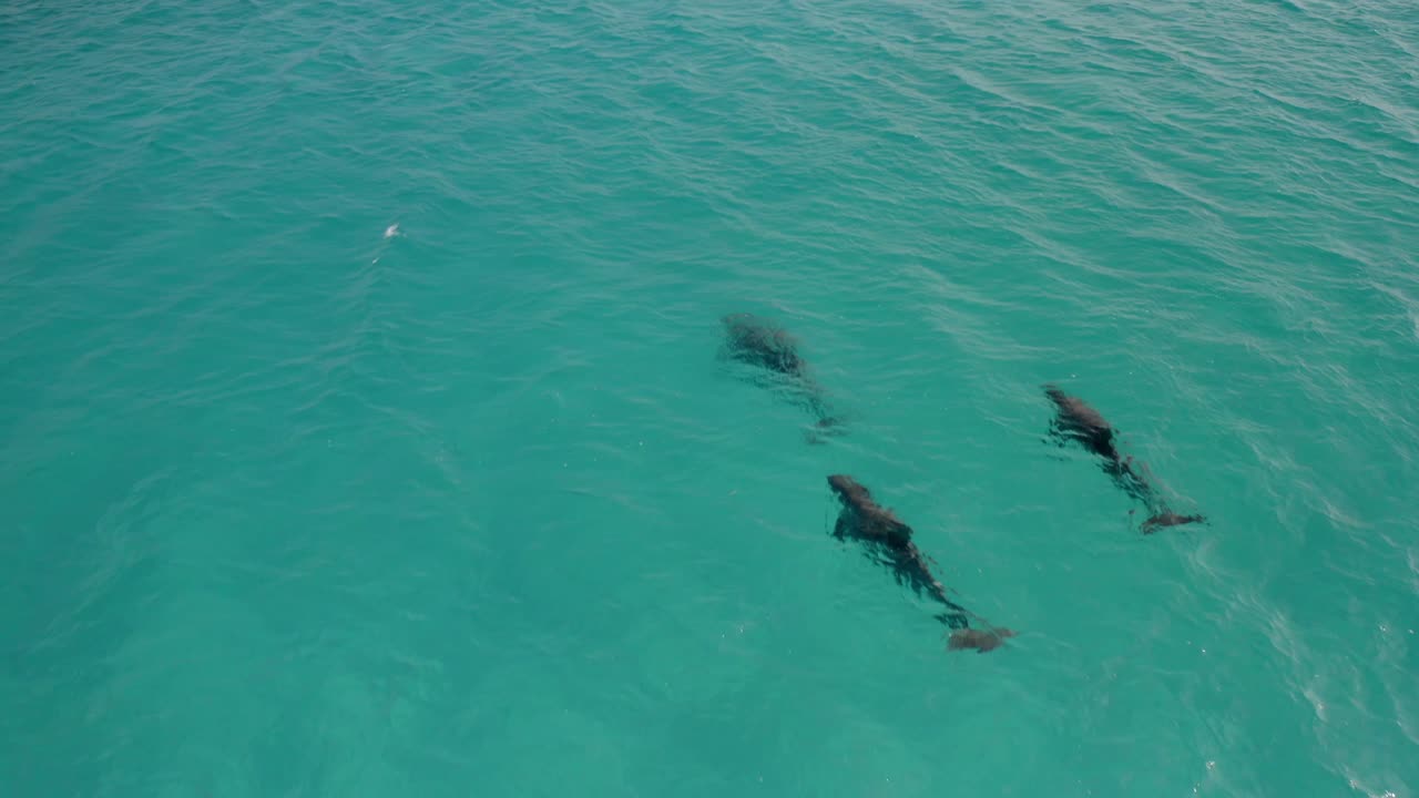 Dolphins Swimming in Turquoise Tropical Sea Water, Birdseye Top Down Aerial View