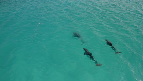 delfines nadando en aguas turquesas del mar tropical, vista aérea de arriba hacia abajo