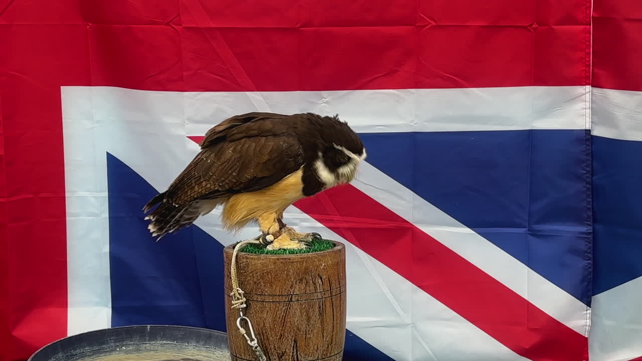 A spectacled owl, tied with string, turns on a platform against a vibrant Union Jack backdrop, capturing an engaging mix of wildlife and patriotic imagery
