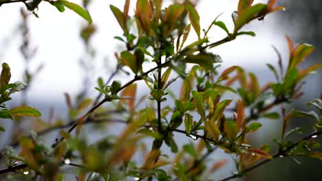 slow motion of rain falling on young pomegranate leaves with water droplets forming on branches