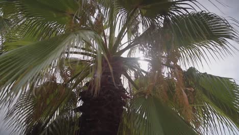 Sun flare hitting palm tree leaves broll clip