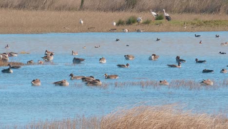 Gruppe-Von-Weißstörchen,-Die-Sich-Nach-Dem-Schwimmen-Vor-Einem-See-In-Einem-Naturpark-Sonnen