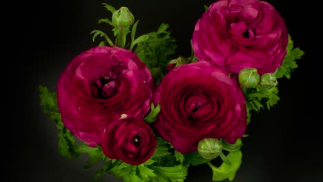 pink buttercup0