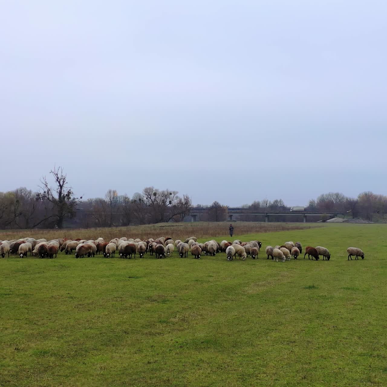 Sheep walk on pasture. Herd of sheep grazing grass on the field. Group of sheep on gloomy landscape. Motion camera forward.