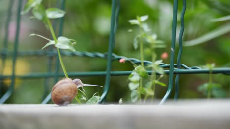 garden snail on green leaf, time lapse footage