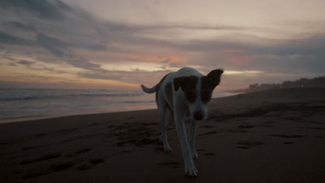 dog relaxing and walks on a sandy shoreline during sunset