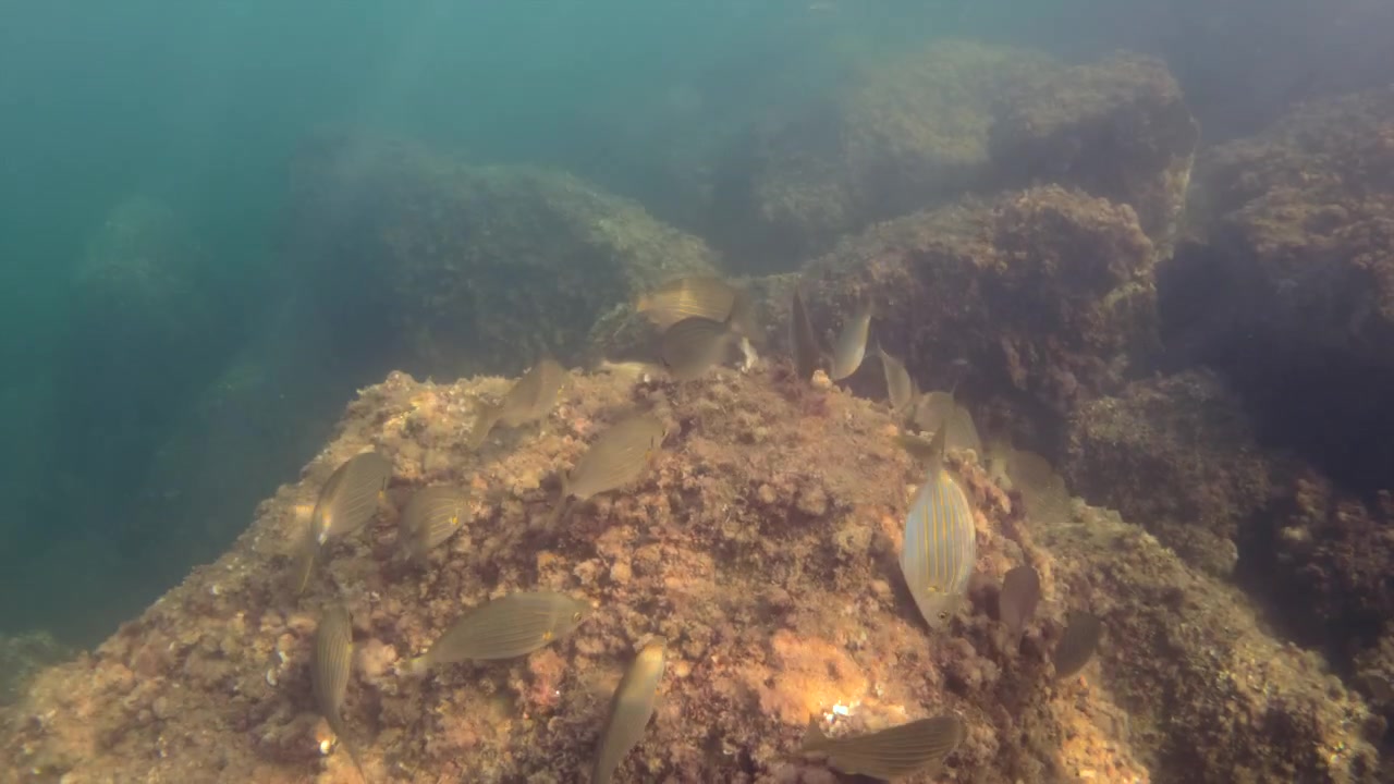 School of fish navigating rugged marine rocks and seaweed, creating a vibrant underwater ecosystem scene