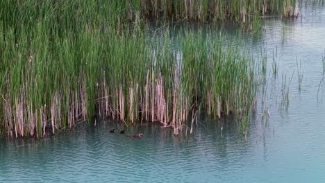 tall pink and green reeds growing along the edge of a tranquil blue freshwater pond