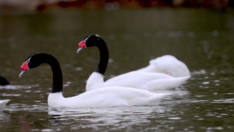 Beautiful White Swan with black neck swimming in natural lake in South America ,close up track shot