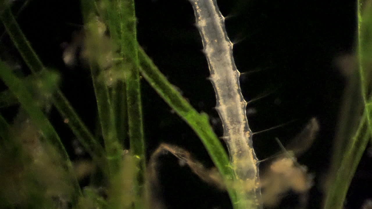 peristaltismo en el intestino del anélido segmentado microscópico, stylaria