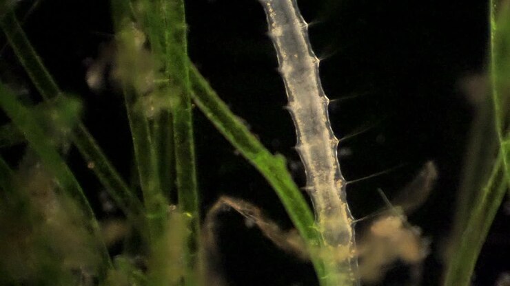 Peristalsi nell'intestino dell'anellide microscopico segmentato, Stylaria