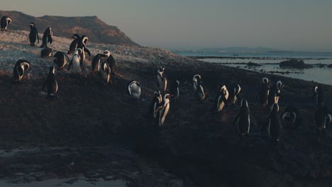 african penguins on the beach