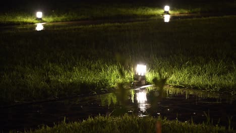 4k: noche lluviosa y luz, gotas de lluvia cayendo sobre el jardín luces de suelo en georgia