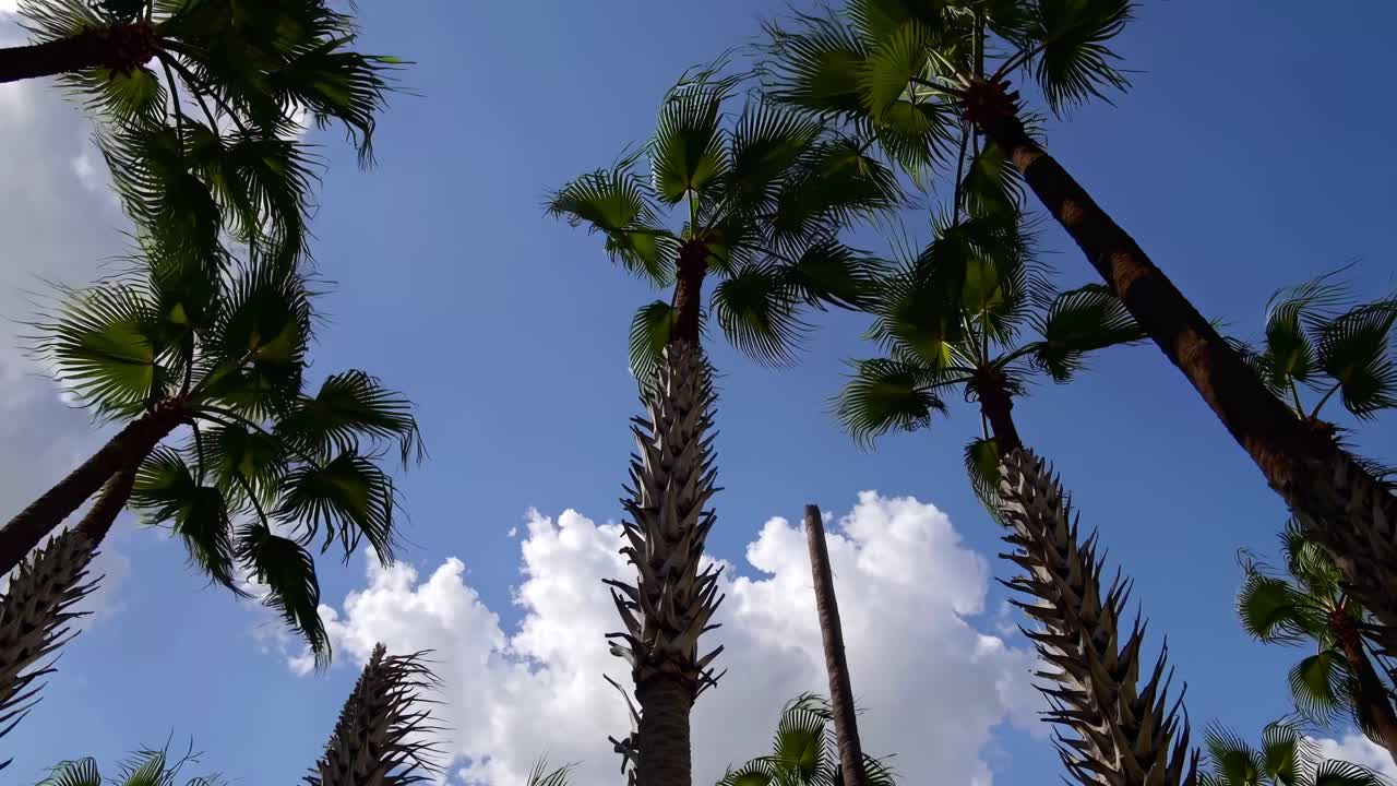 Video con inquadratura dal basso che riprende alte palme contro un cielo azzurro brillante con nuvole soffici.