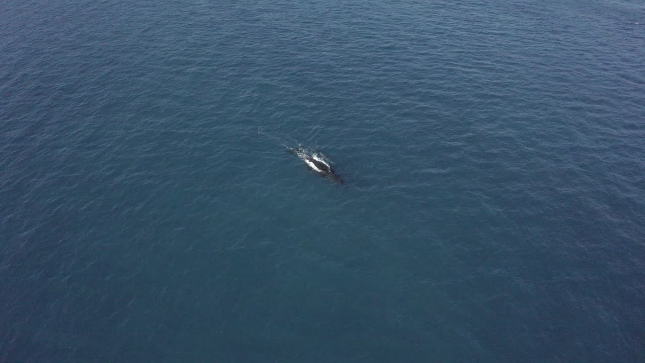 antena alta azul de madre ballena jorobada con bebé en la superficie del océano