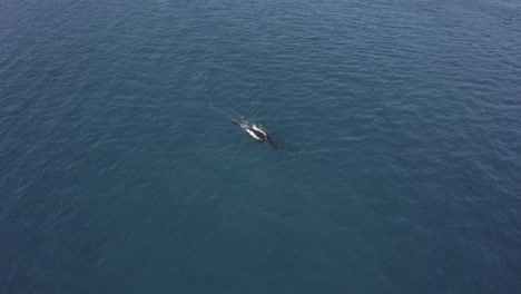 Blue-high-aerial-of-mother-Humpback-whale-with-baby-at-ocean-surface