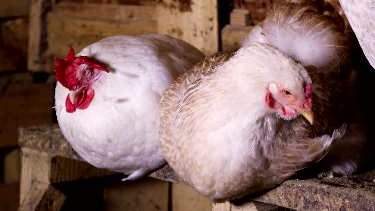 las gallinas sentadas en el gallinero