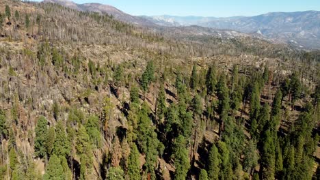 usa, ca, johnsondale, trail of 100 giants, 45586 - drone view of the grove on the trail of 100 giants
