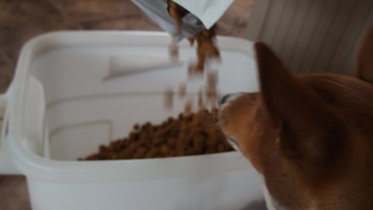 un perro basenji come comida para perros de una bolsa vertida de croquetas