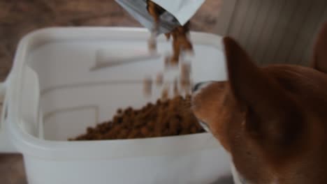 a basenji dog eats dogfood from a pouring bag of kibble