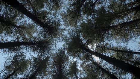 un hermoso bosque tranquilo temprano en la mañana