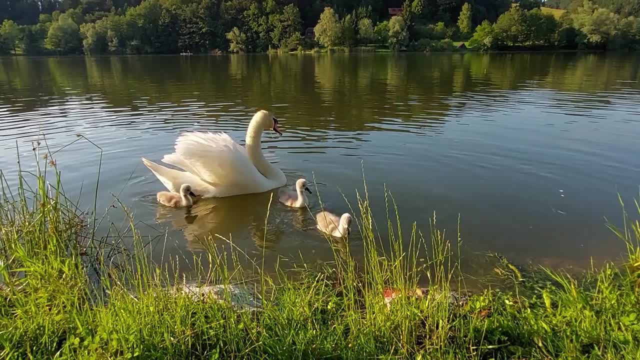 una familia de cisnes con tres bebés está nadando en un estanque y buscando comida en el banco del lago de hierba verde