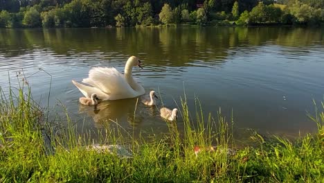 A-swan-family-with-three-babies-is-swimming-in-a-pond-and-searching-for-food-at-green-grass-lake-bank