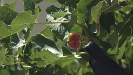 black bird rips into fig in lush fig leaf tree, starling bird cape town