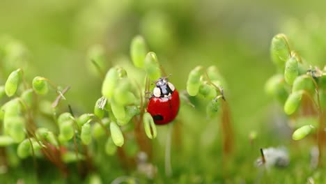 Close-up-wildlife-of-a-ladybug-in-the-green-grass-in-the-forest