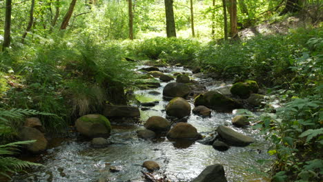 running creek in a beautiful lush forest in the swedish town partille on a sunny day outside of gothenburg, sweden