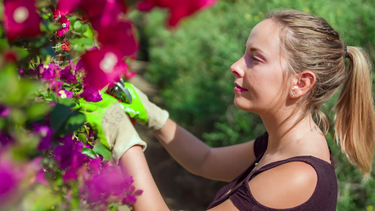 mujer rubia trabajando en el jardín, recortando setos de flores moradas en un hermoso día