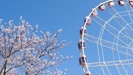 beautiful pink cherry blossoms and pink ferris wheel with blue sky background, 4k time loop able footage.