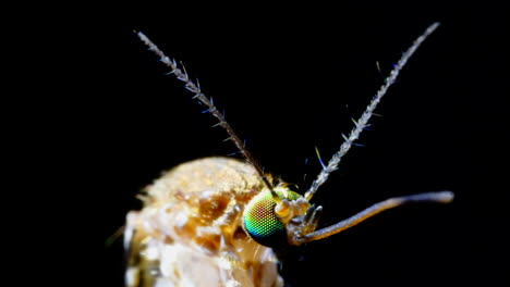 close-up macro shot of a mosquito's head