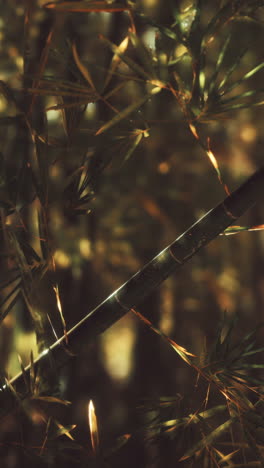 close up de bambú en un bosque