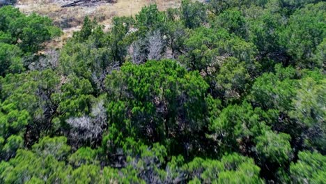 imágenes de drones volando sobre árboles verdes