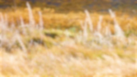 golden grasses and reeds sway vigorously in the wind beside a lake, with a blurred background and warm, natural daylight. static camera, shallow depth of field