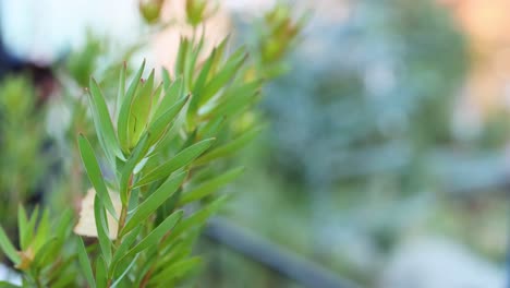 people walking past a leucadendron plant