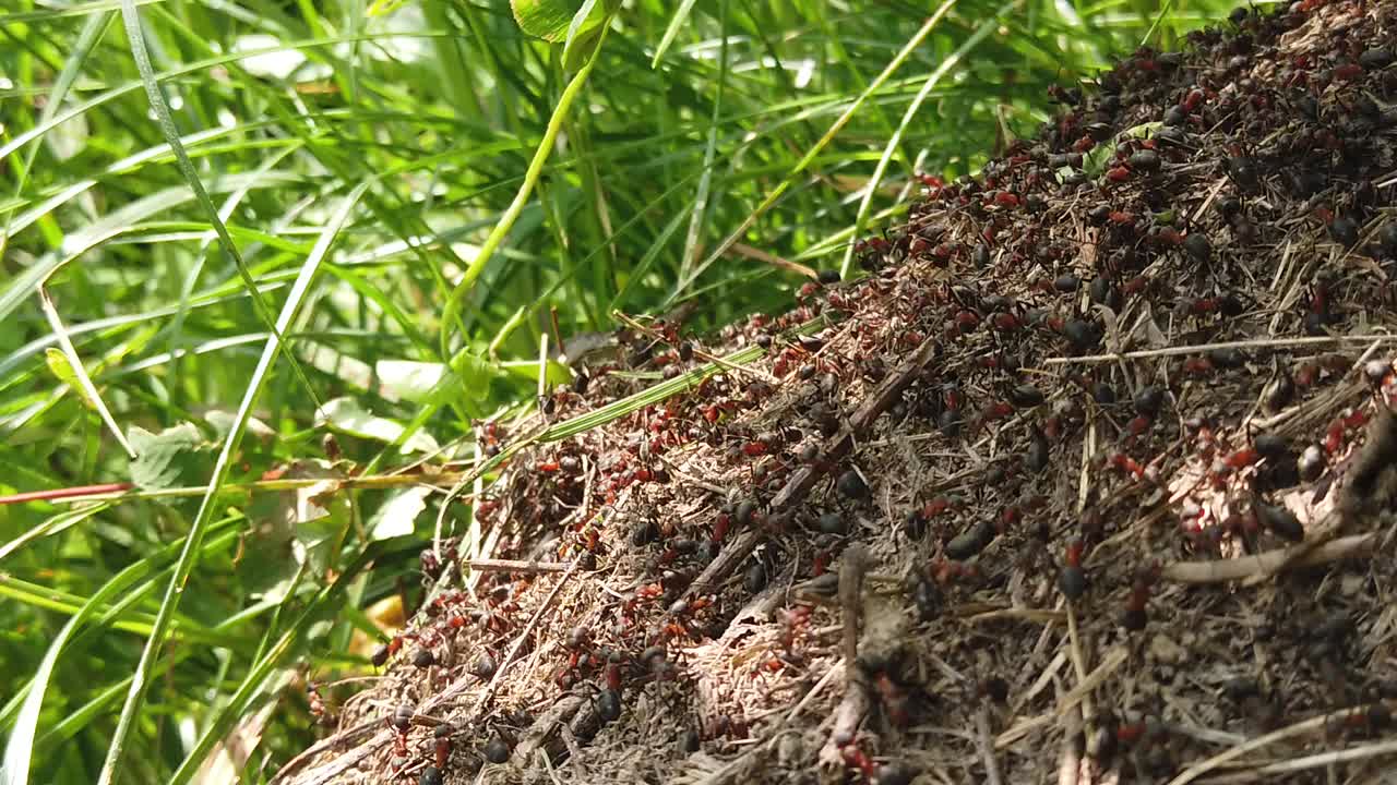 Red ants working very hard in a beautiful day in the sunlight.
