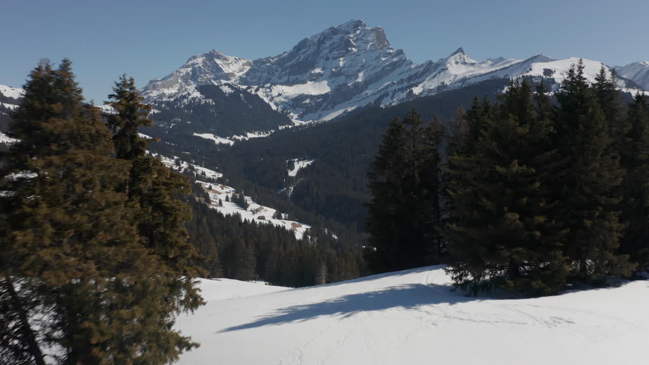 Ripresa aerea cinematografica tra pini che rivela una splendida valle innevata.