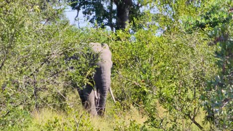 African-Elephant-Walking-Through-Bushes-In-The-Wilderness-Of-Kruger-National-Park,-South-Africa