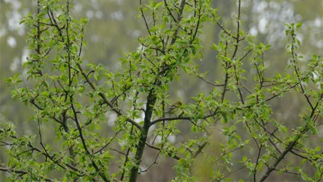 Un-Pájaro-Verde-Sentado-En-Una-Rama-Comiendo-Bayas