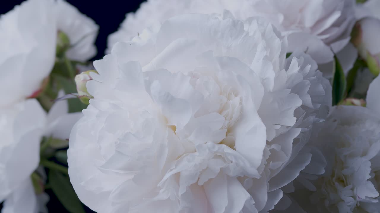 스튜디오 근접 촬영 슬라이딩 회전 디스플레이의 흰색 모란