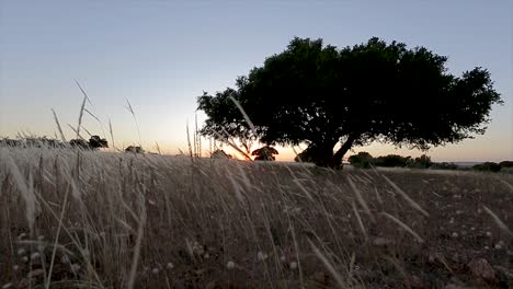 argan tree, in the region of essaouira